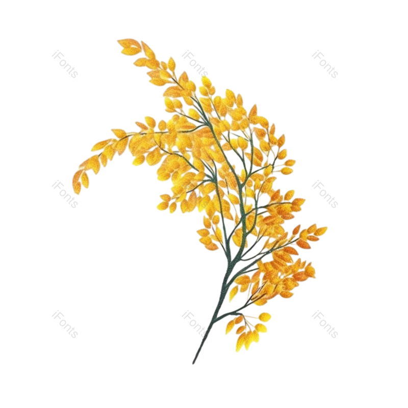叶子图片,元素元素,秋天PNG,插画免抠素材